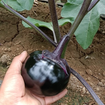 精品，茄子上市中