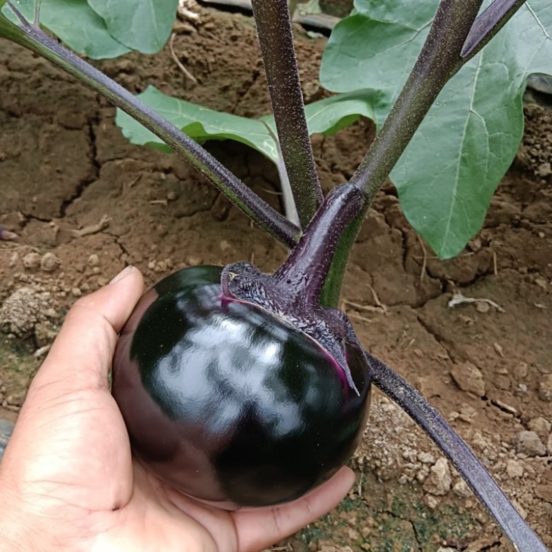 精品，茄子上市中