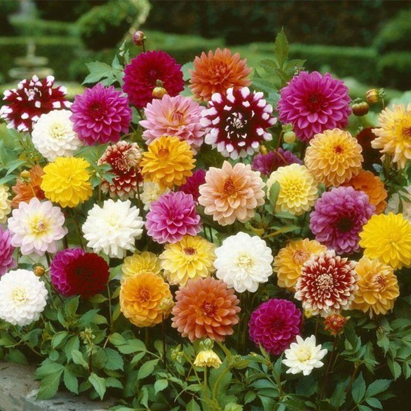 大丽花种子进口重瓣大花种籽四季易种庭院阳台盆栽花卉
