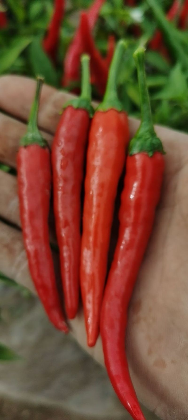 小米椒，朝天椒