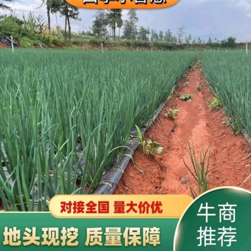 小葱产地直供精品小葱货源充足，放心采购，实力代办