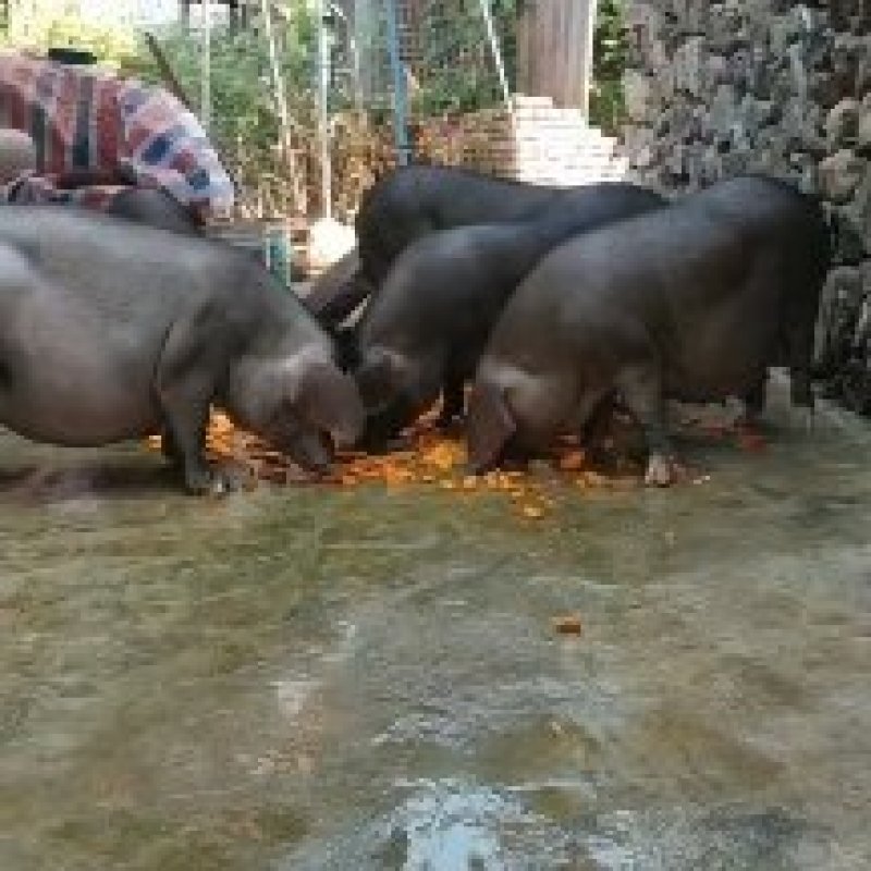 正宗的散养黑猪肉上市