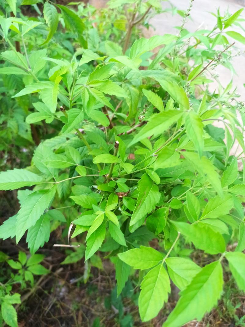 黄荆子