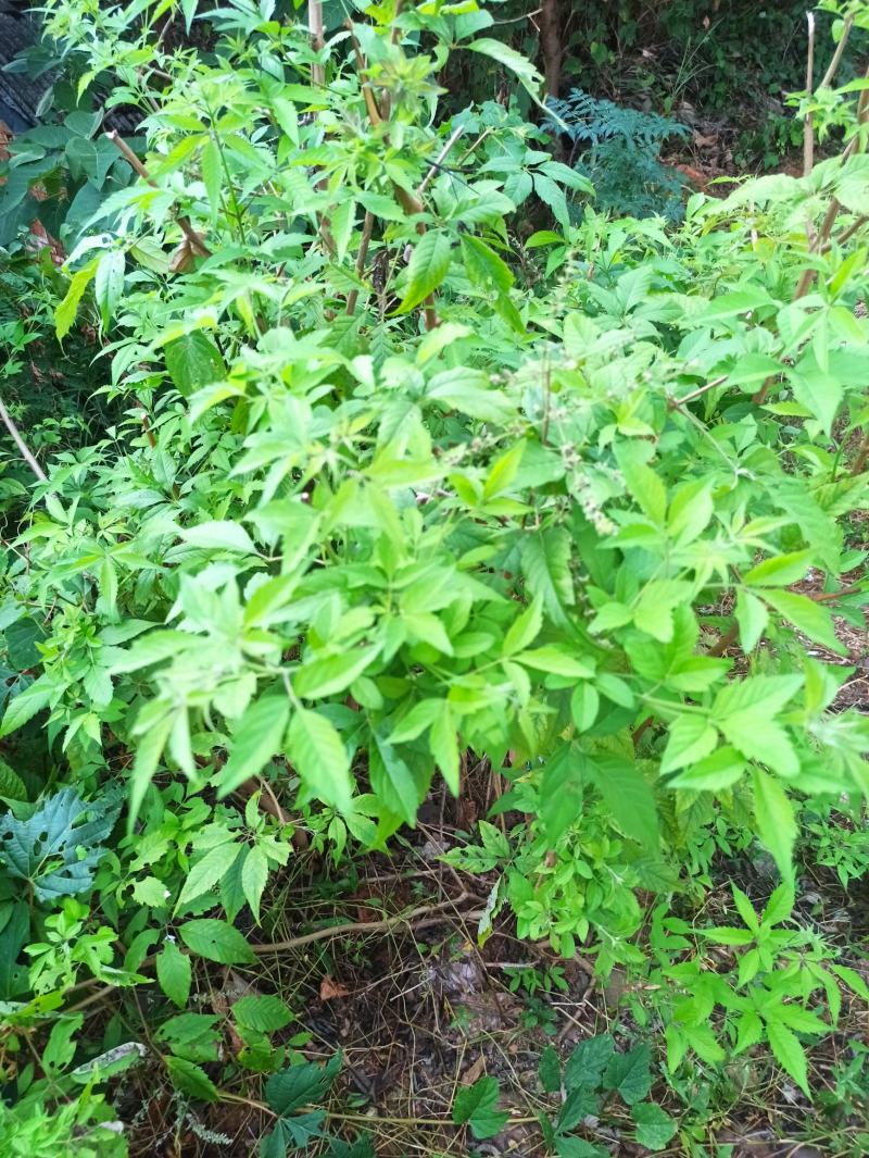黄荆子