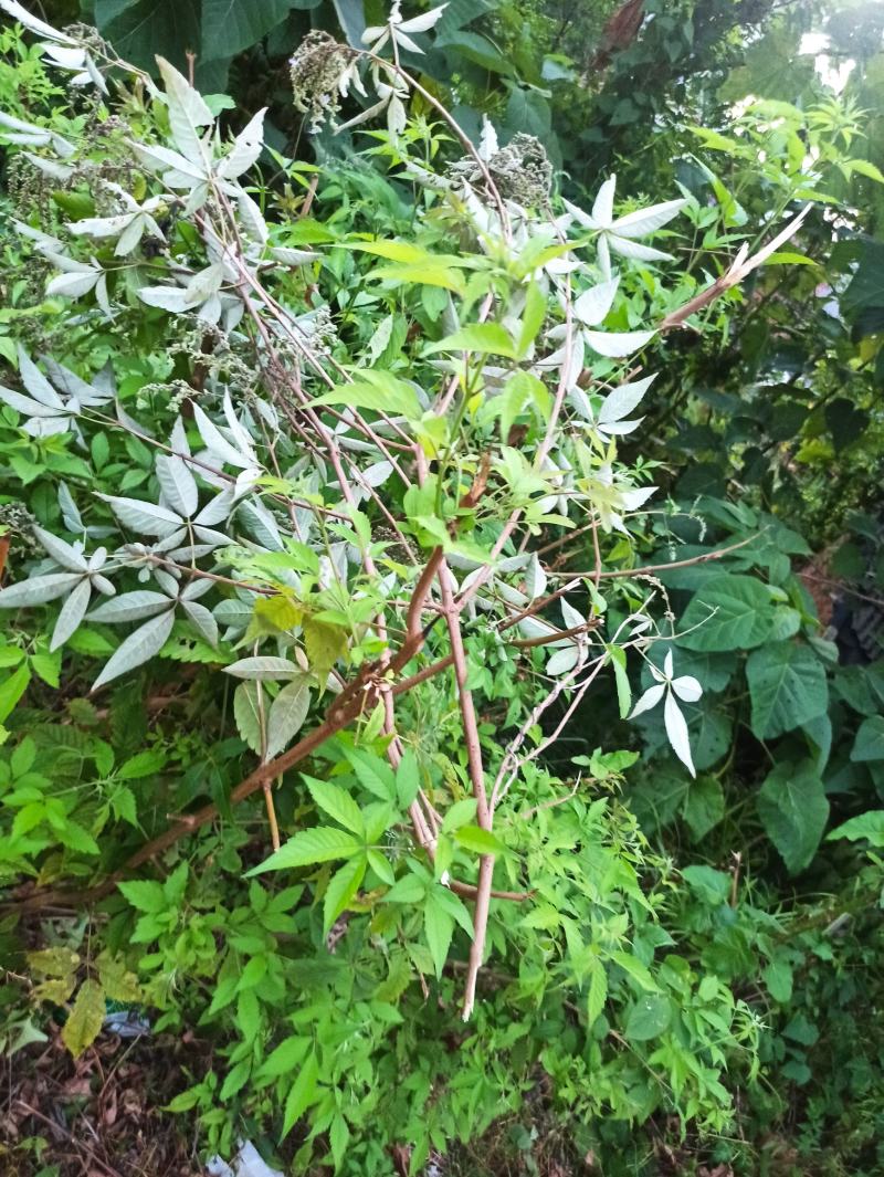 黄荆子