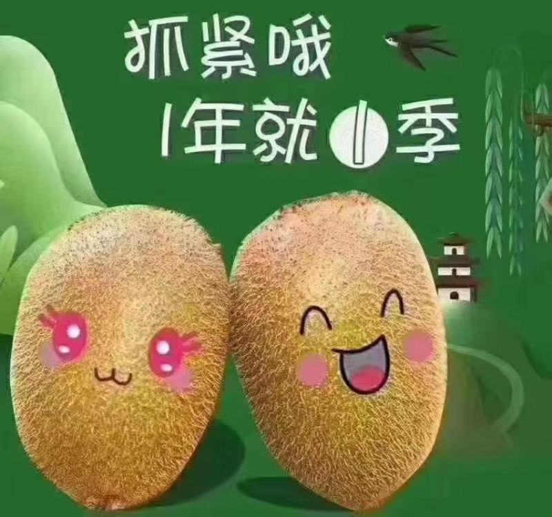 猕猴桃品质有保障，诚信经营，量大从优，欢迎选购