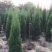 蜀桧1米蜀桧1.2米蜀桧价格1.5米蜀桧2米蜀桧价格