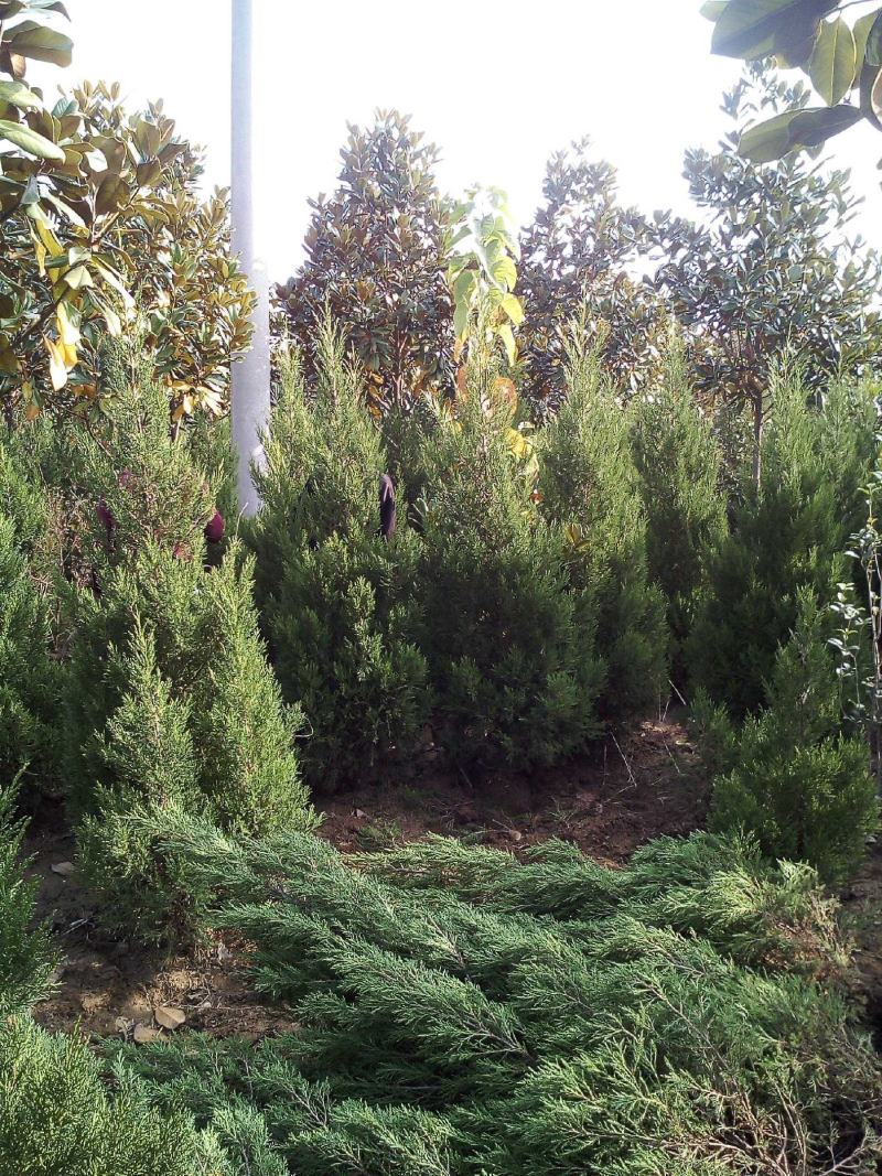 蜀桧1米蜀桧1.2米蜀桧价格1.5米蜀桧2米蜀桧价格