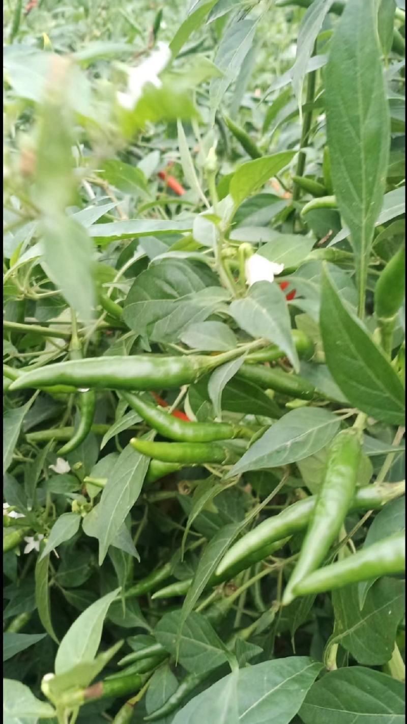 辣椒小米辣河南辣椒产地直发保质保量代发全国