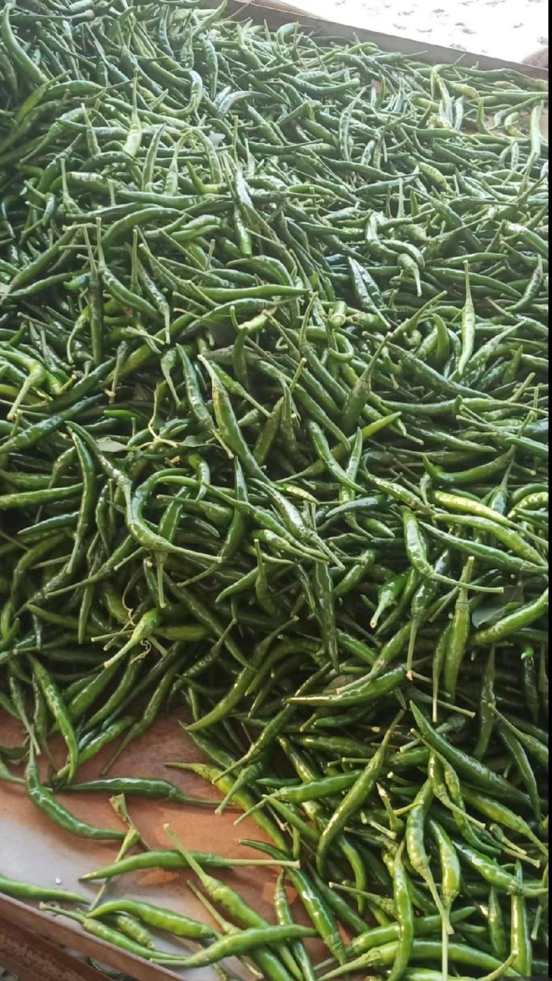 辣椒小米辣河南辣椒产地直发保质保量代发全国