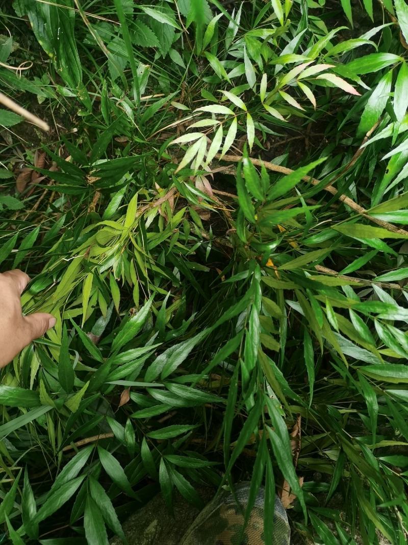下山桩十大功劳