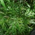 下山桩十大功劳
