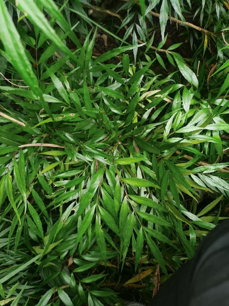 下山桩十大功劳