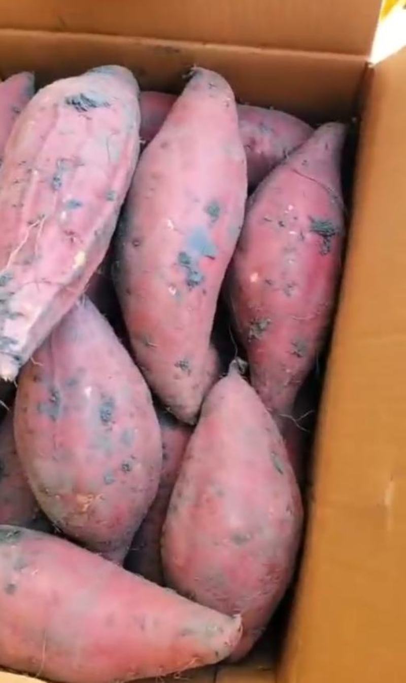 烟薯25商品薯红心规格齐全一条龙服品质保障