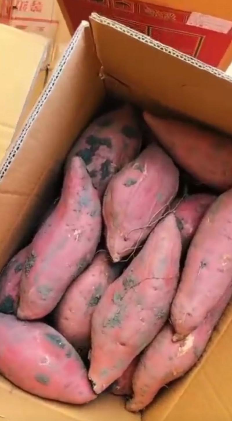 烟薯25商品薯红心规格齐全一条龙服品质保障