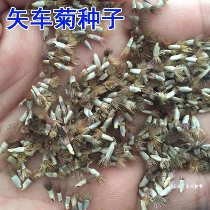 矢车菊花种四季易种活蓝色矢车菊种子室外庭院绿化耐寒花卉种