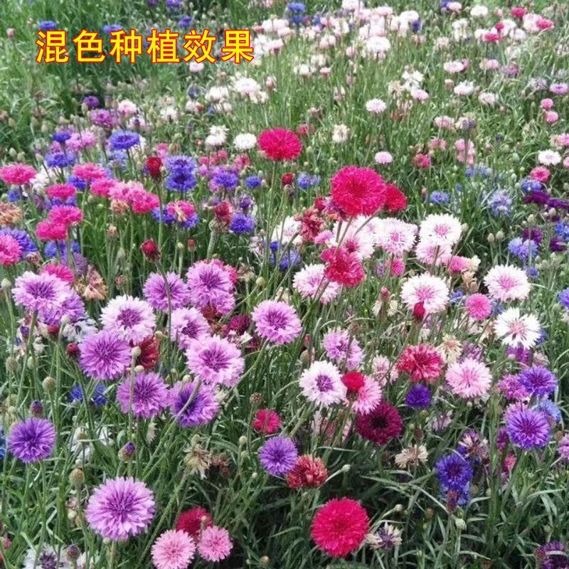 矢车菊花种四季易种活蓝色矢车菊种子室外庭院绿化耐寒花卉种