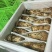 颗颗饱满云南松茸