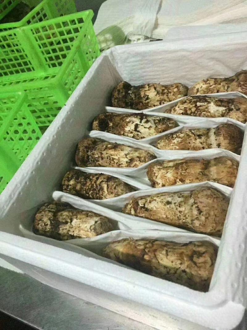 颗颗饱满云南松茸