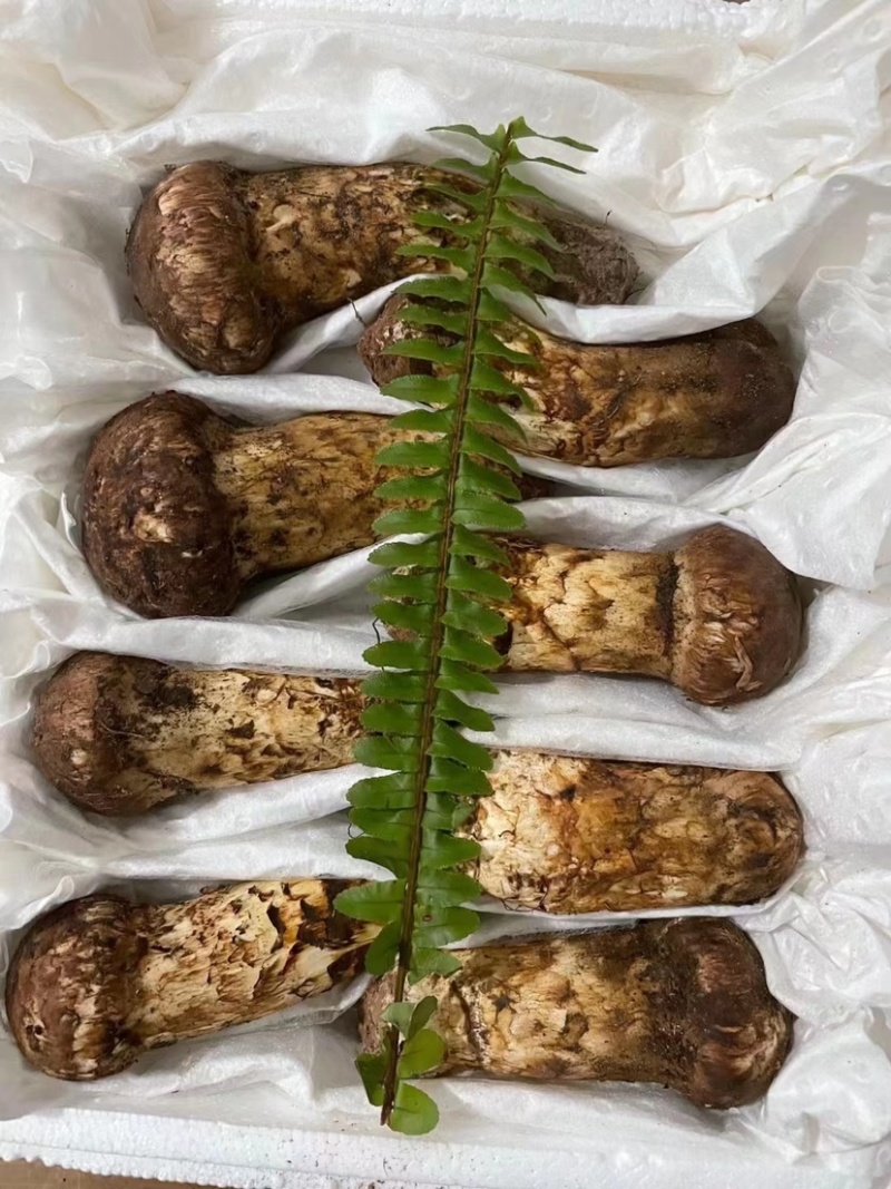 颗颗饱满云南松茸