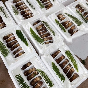 颗颗饱满云南松茸