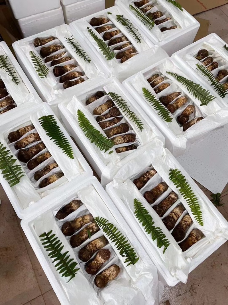 颗颗饱满云南松茸