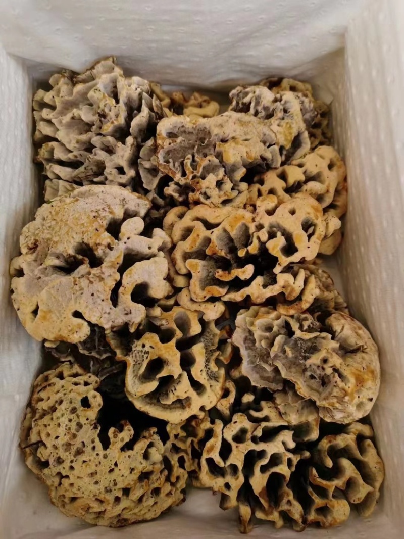 又大又好看的云南干巴菌