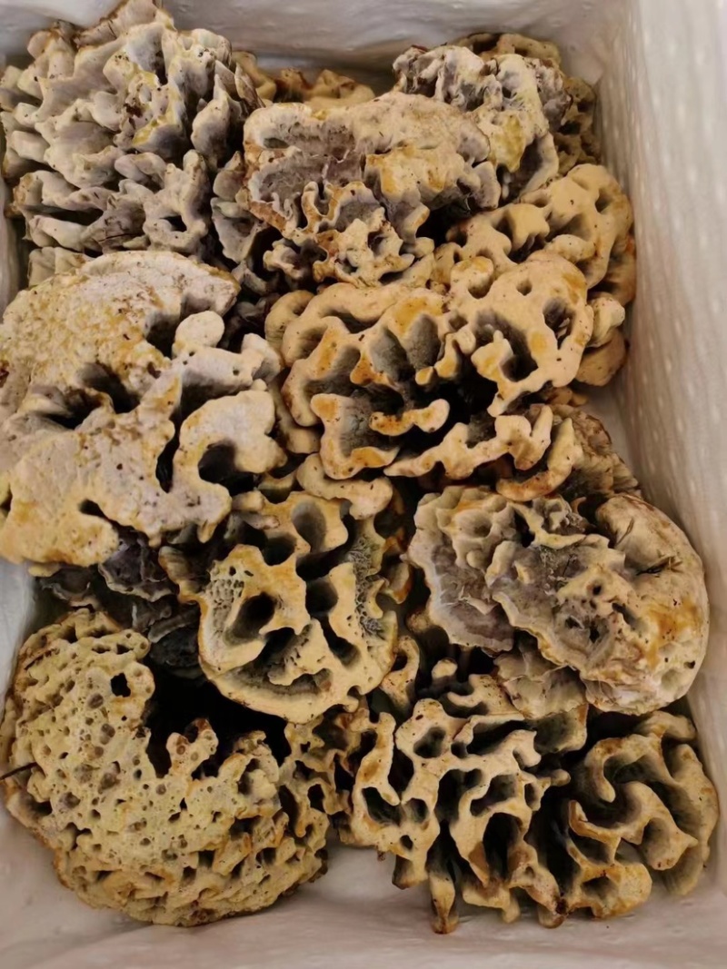 又大又好看的云南干巴菌