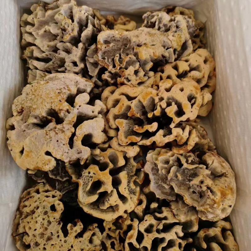又大又好看的云南干巴菌