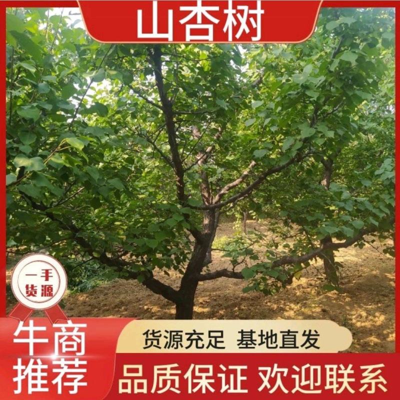 山杏/山杏树苗家杏包成活现挖现发规格齐全一手货源