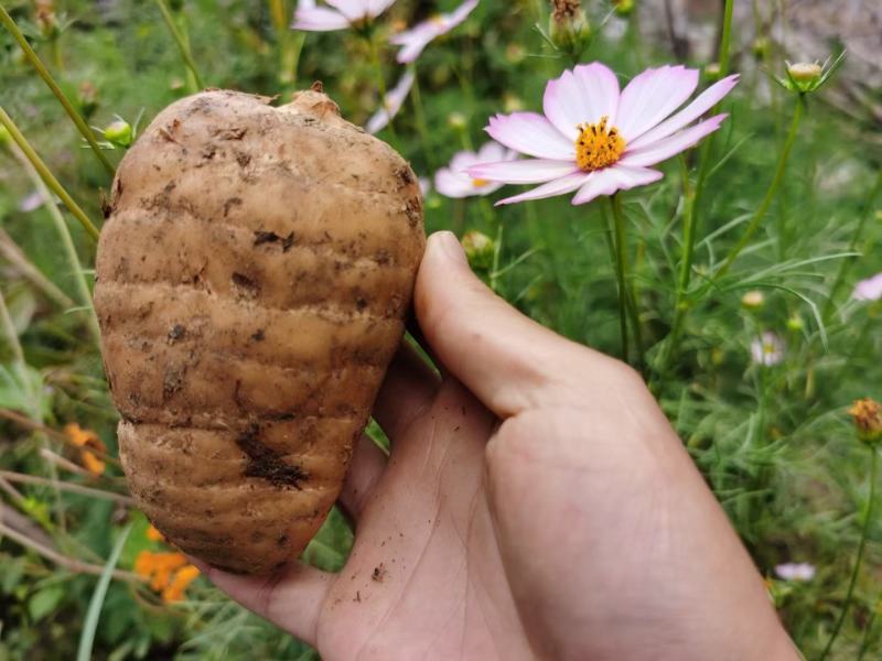 昭通小草坝天麻。，现挖现卖。正宗。大量供应，大量批发。
