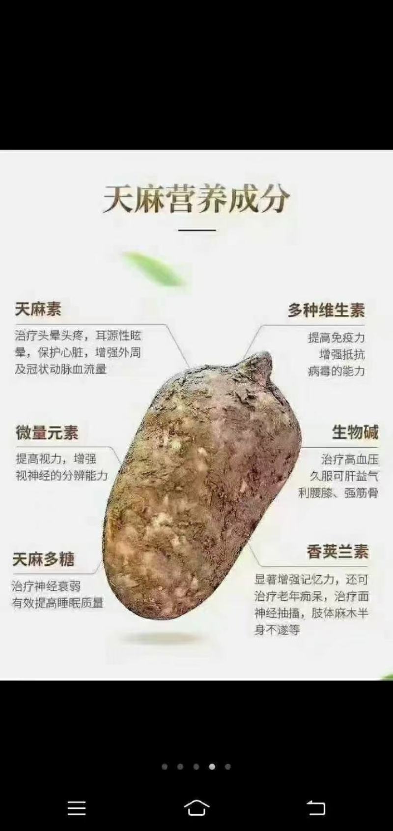 昭通小草坝天麻。，现挖现卖。正宗。大量供应，大量批发。