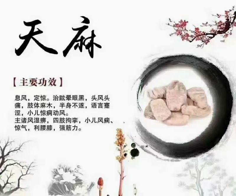 昭通小草坝天麻。，现挖现卖。正宗。大量供应，大量批发。