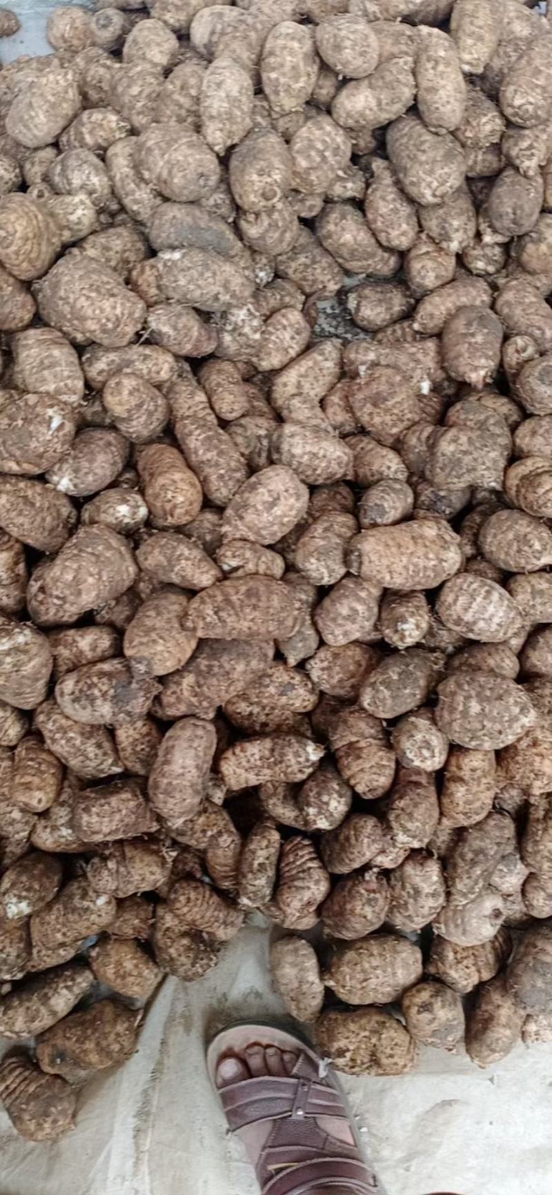 昭通小草坝天麻。，现挖现卖。正宗。大量供应，大量批发。
