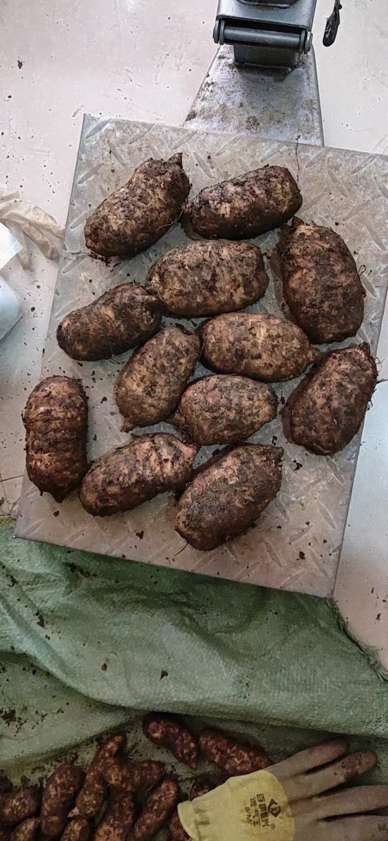 昭通小草坝天麻。，现挖现卖。正宗。大量供应，大量批发。
