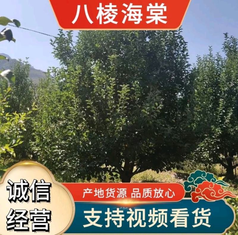 八棱海棠树苗1~40公分价格可议可签订合同包成活死苗补发