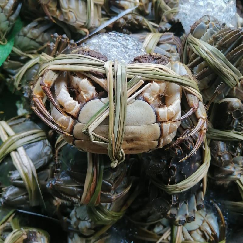 江苏大闸蟹肉质饱满青壳白肚一手货源产地直发鲜活兴化河蟹