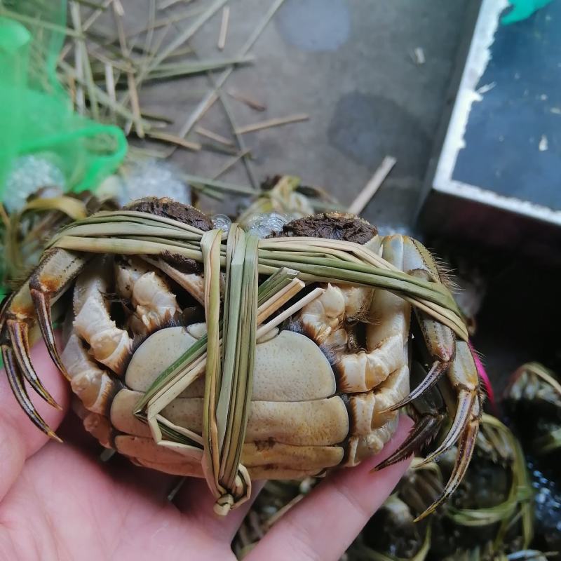 江苏大闸蟹肉质饱满青壳白肚一手货源产地直发鲜活兴化河蟹