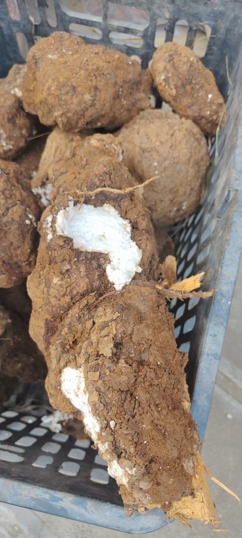 云南药材野生茯苓个500克包邮泡汤泡水