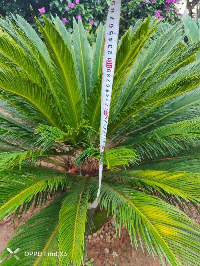 苏铁规格多。欢迎咨询选购。实地考察。水色好。