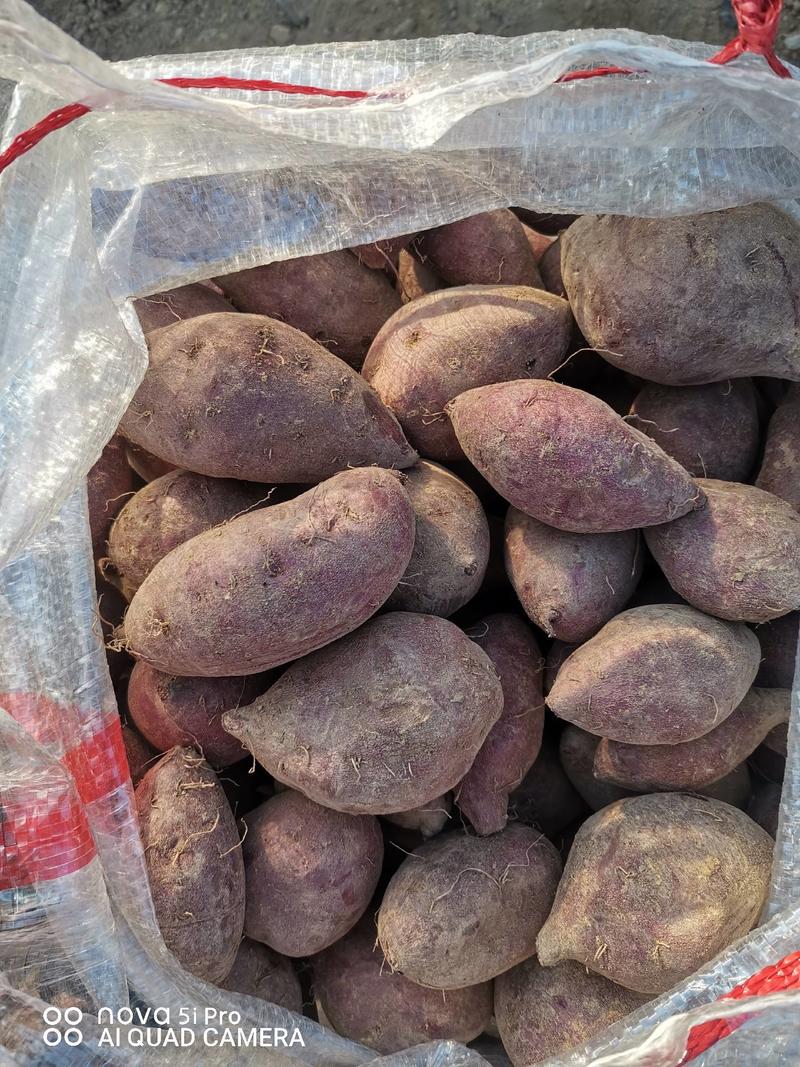 优级紫薯基地自种