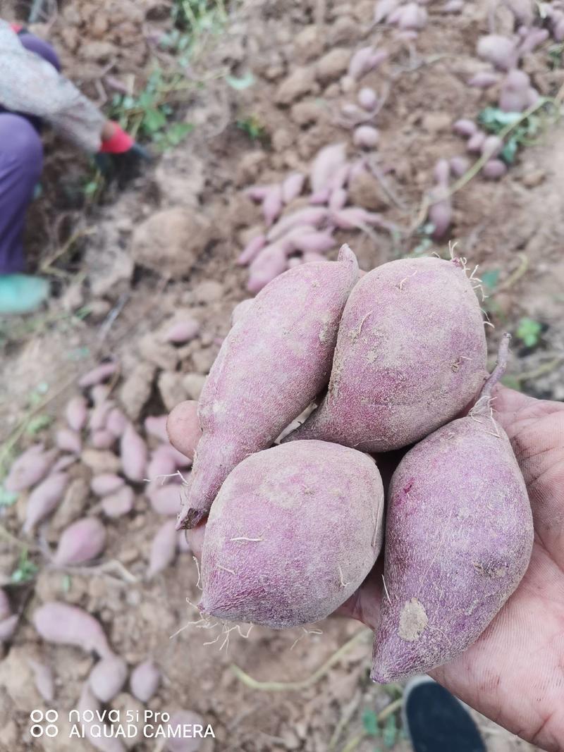 优级紫薯基地自种