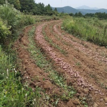 优级紫薯基地自种