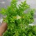 【牛商推荐】满天星花卉盆景基地批发，大小规格齐全
