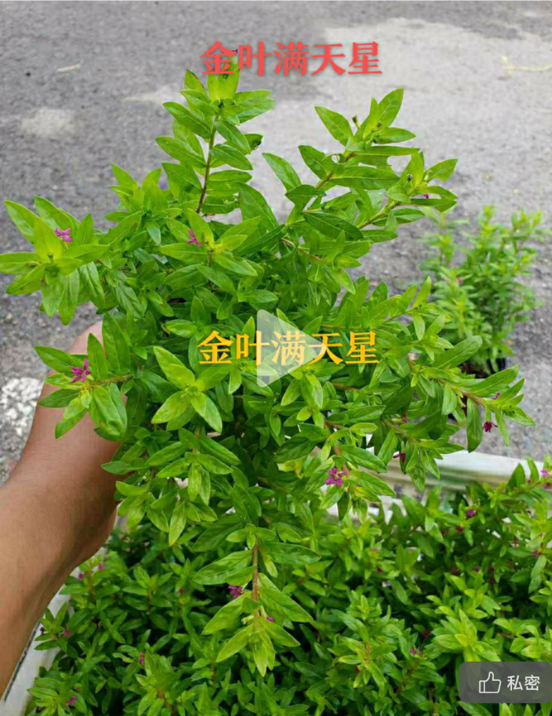 【牛商推荐】满天星花卉盆景基地批发，大小规格齐全