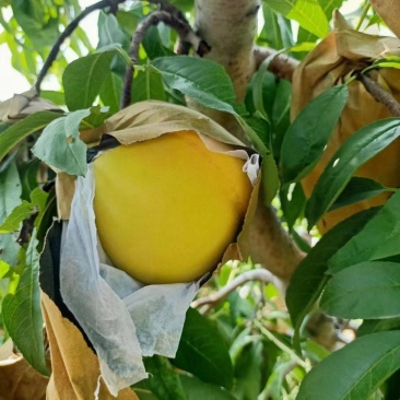河南内黄优质黄金蜜四号号锦绣黄桃种植基地欢迎订购