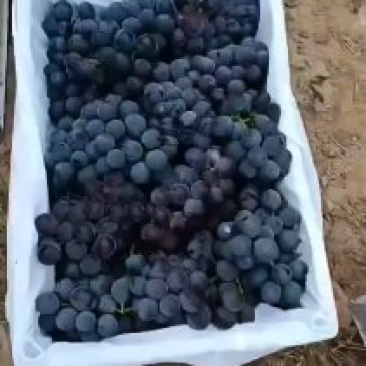 优质巨峰葡萄