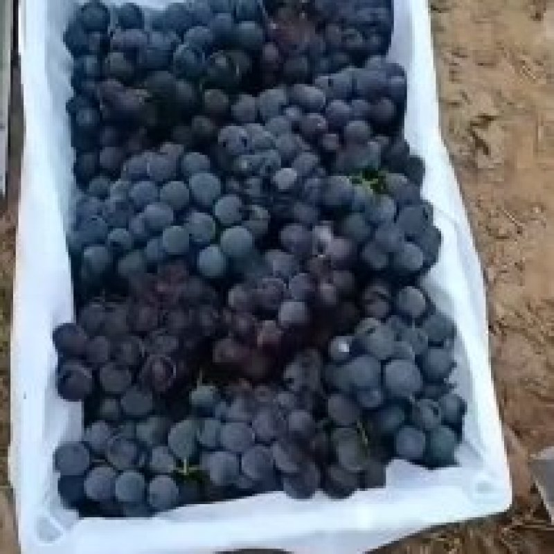 优质巨峰葡萄