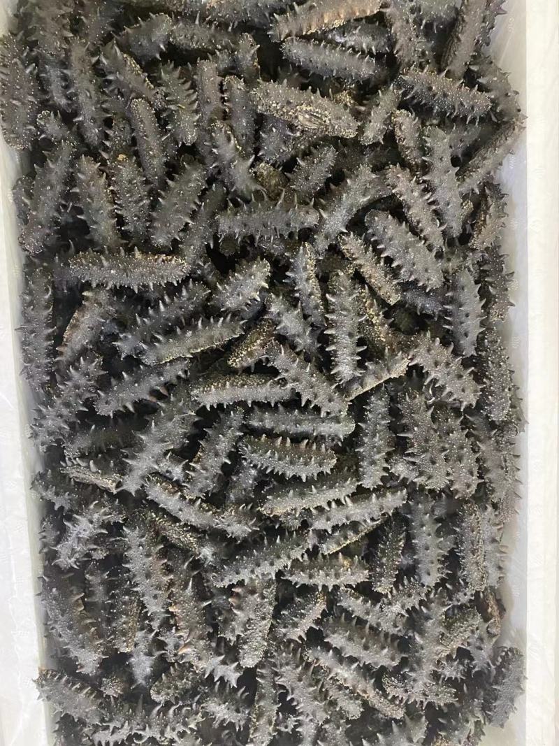 辽底播淡干刺参