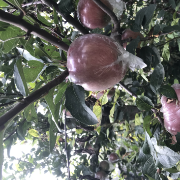 玫瑰红红星苹果